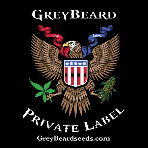 Greybeard Seeds