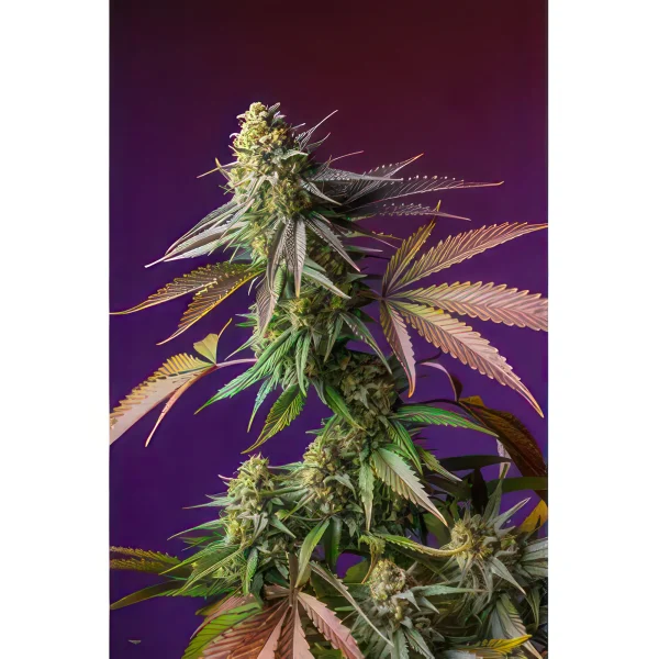 crystal_candy_auto_cannabis_strain_feminised_cannabis_seeds