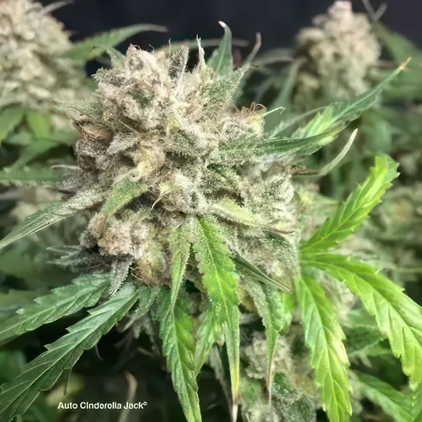 Cindy Jack Autoflower Feminized Seeds