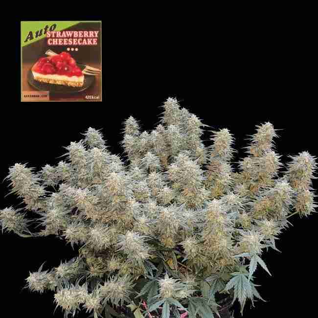Strawberry Cheesecake Auto Feminised Seeds Seedsman Seeds Greybeard