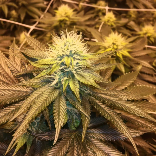🌱 24K Gold Feminized Seeds