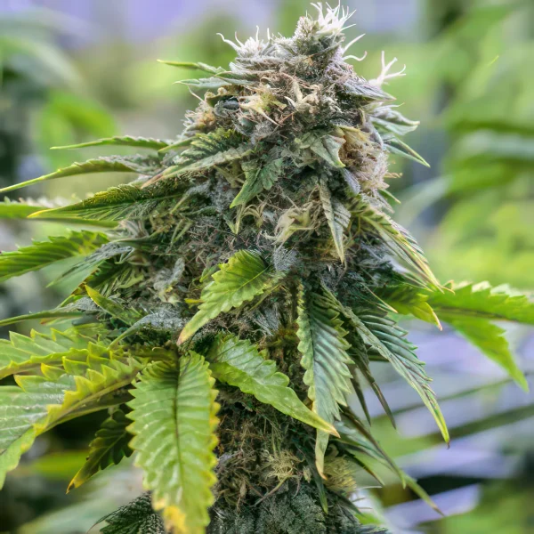 Bruce Banner Autoflower Feminized Seeds