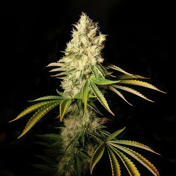 Chemdawg Autoflower Feminized Seeds