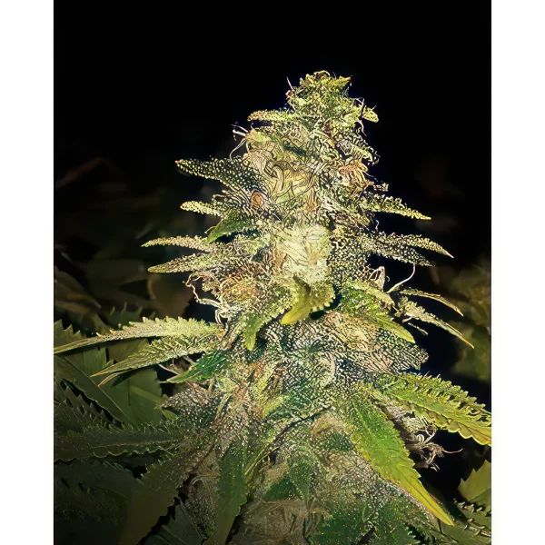 Critical Blue Autoflower Feminized Seeds