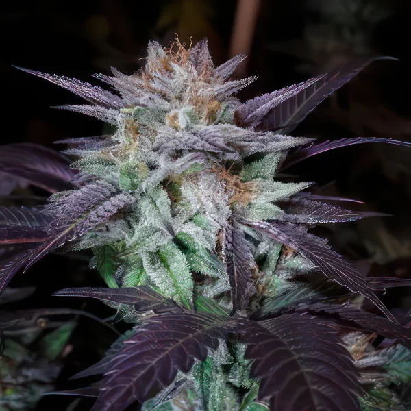 Dark Star Autoflower Feminized Seeds
