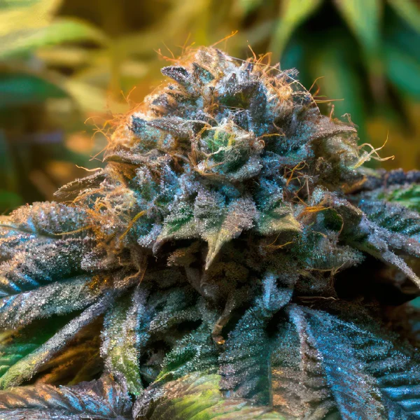 Durban Poison Feminized Seeds