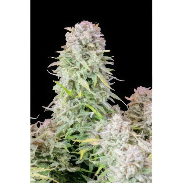 Afghan Kush Feminized Seeds