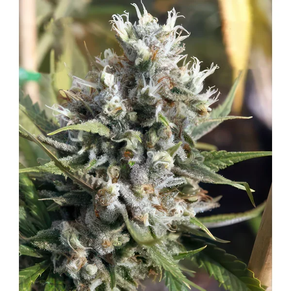 Amnesia Haze Autoflower Feminized Seeds