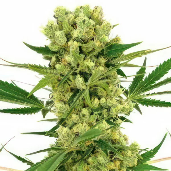 Amnesia Haze Feminized Seeds