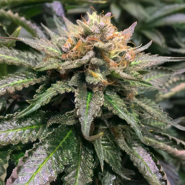 Amnesia Lemon Feminized Seeds