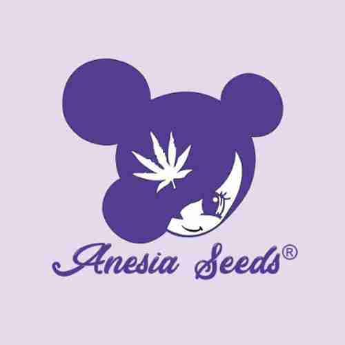 Anesia Seeds