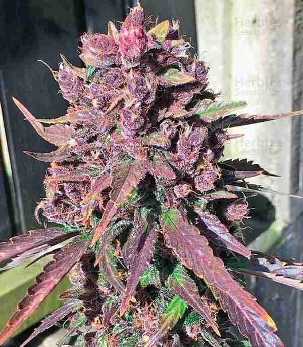 Dark Devil Autoflower Feminized Seeds