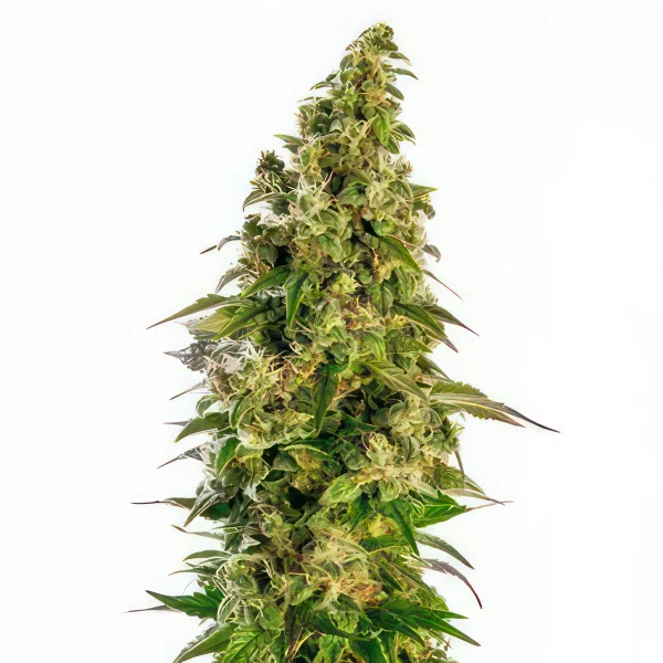 Afghan Auto Feminized Seeds