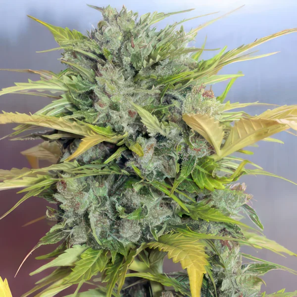 AK 47 Auto Feminized Seeds