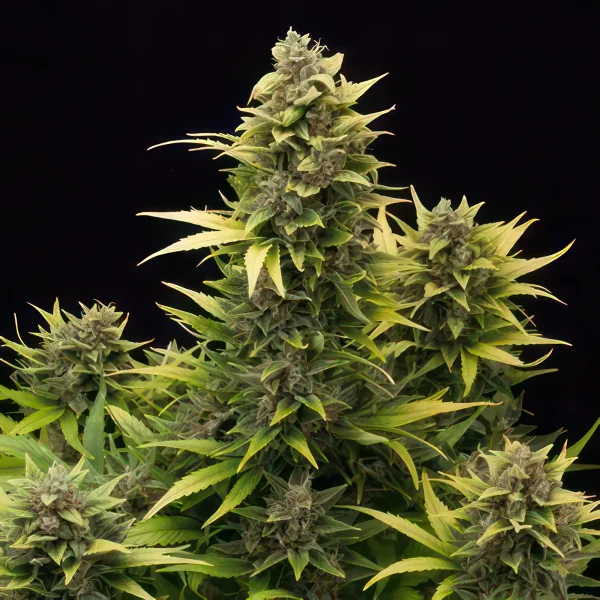 Amnesia Feminized Seeds