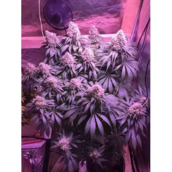 Black Domina Autoflower Feminized Seeds