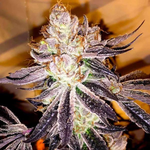 Cookies and Cream Autoflower