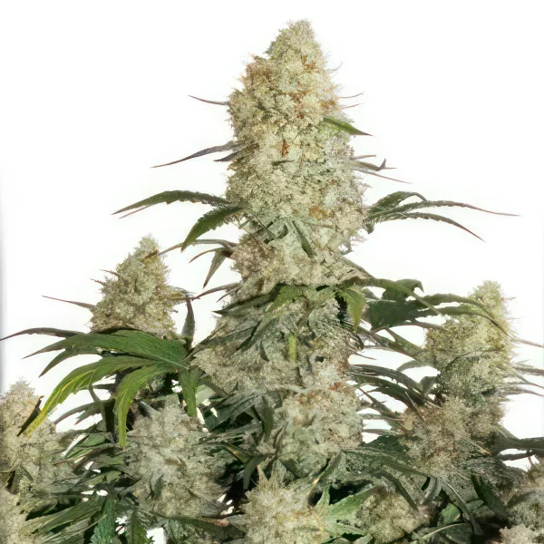 Critical Orange Punch Autoflower Feminized Seeds