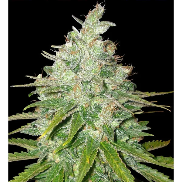Afghan Kush x Black Domina Auto Feminized Seeds