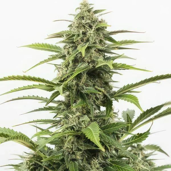 Critical Autoflower Feminized Seeds