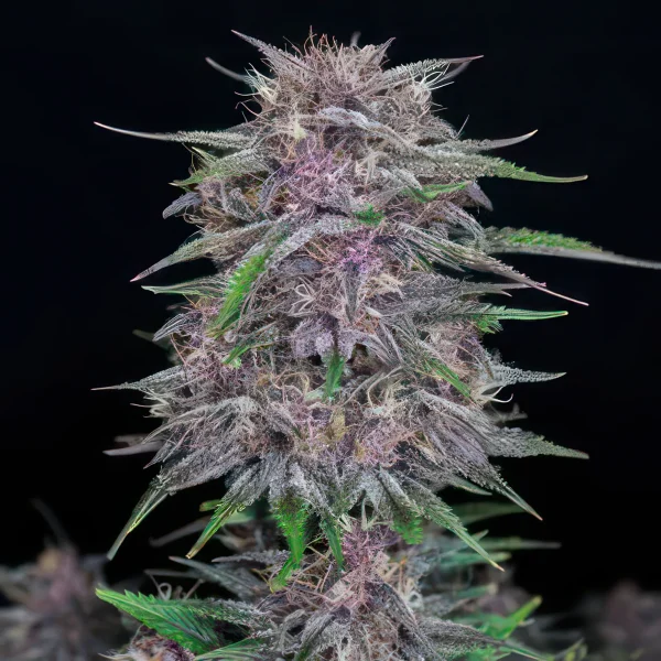 Banana Punch Feminized Seeds