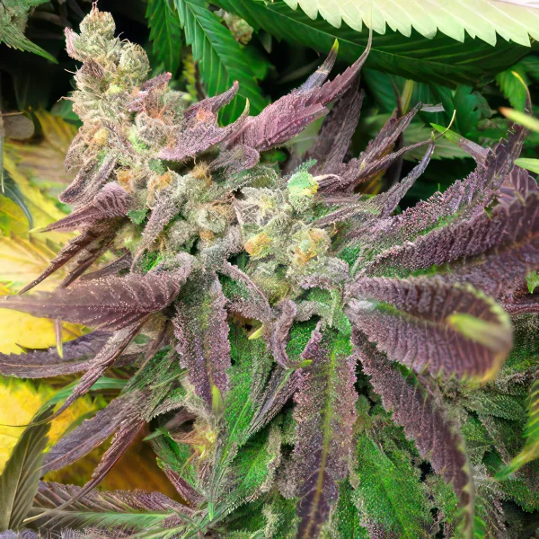Banana Kush Feminized Seeds