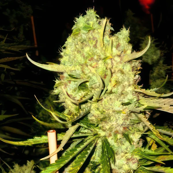 Big Bud Feminized Seeds