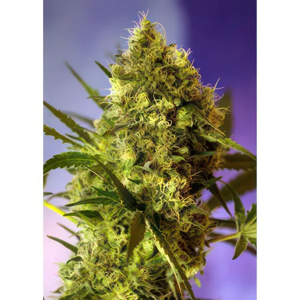 Big Devil Auto Feminized Seeds