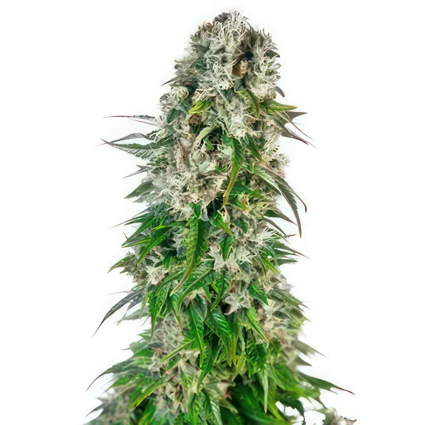 Big Bud Auto Feminized Seeds
