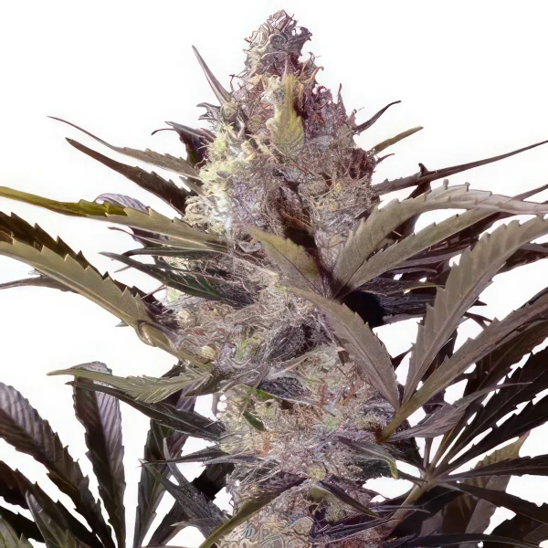 Black Widow Autoflower Feminised Seeds