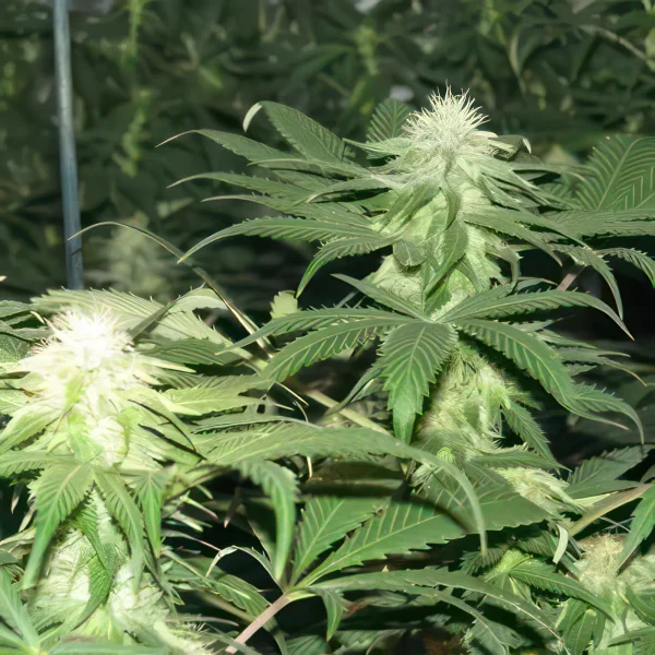 Blackberry Moonrocks Autoflower Feminised Seeds