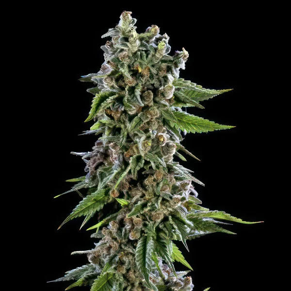 Blackberry Kush Autoflower Feminised Seeds