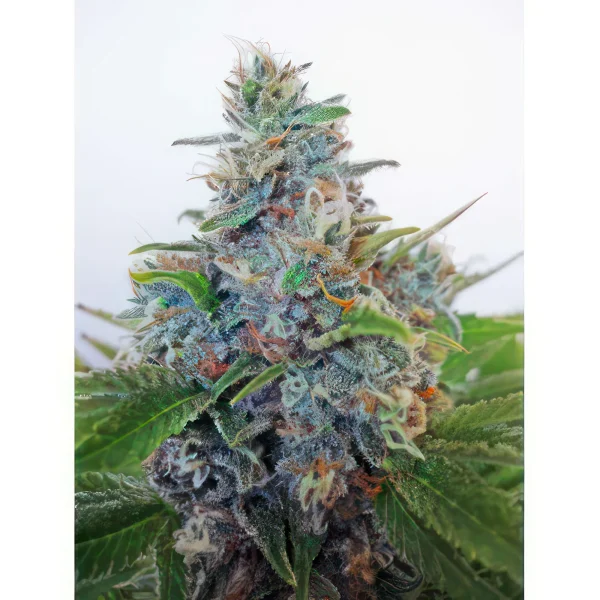 Blue Amnesia Autoflower Feminized Seeds