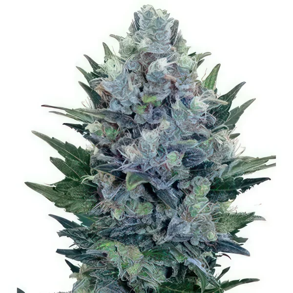 Blue Cheese Autoflower Feminized Seeds