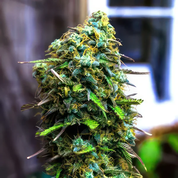 Blue Cheese Feminized Seeds