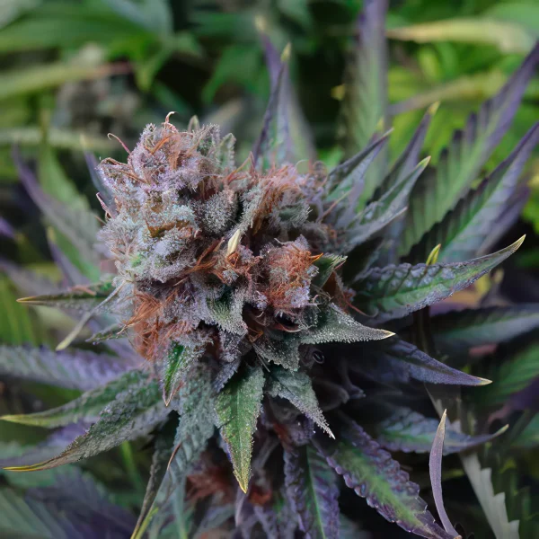 Blue Dream Feminized Seeds
