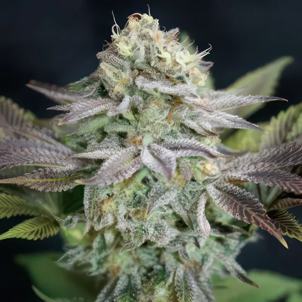 Blue Dream Autoflower Feminized Seeds
