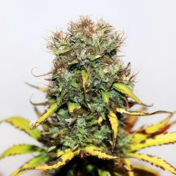 Blueberry Autoflower Feminized Seeds