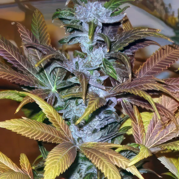 Blueberry x Big Bud Autoflower Feminized Seeds