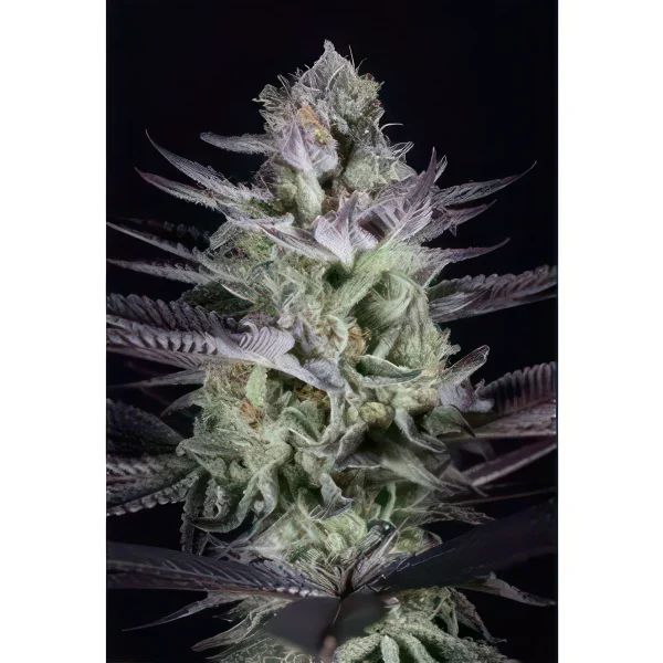 🌟 Blueberry Cookies Autoflower Feminized Seeds