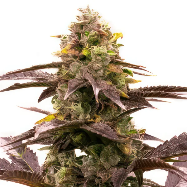 Blueberry Jack Autoflower Feminized Seeds