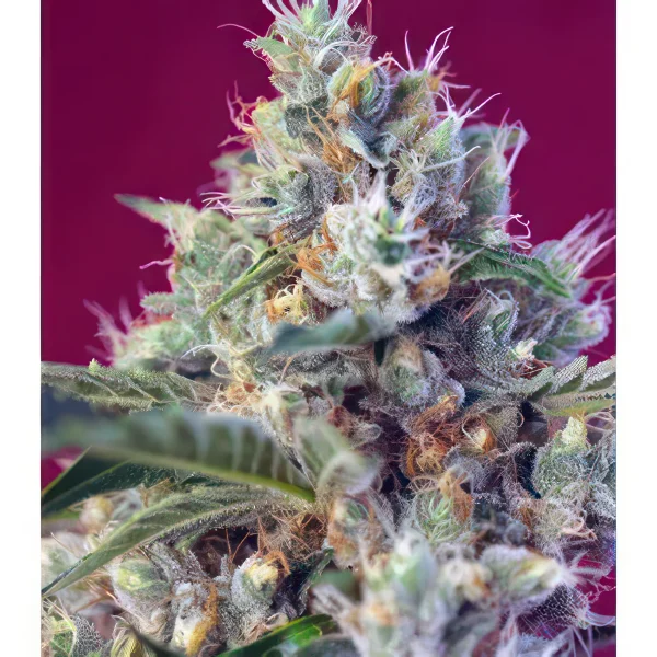 Blueberry Trainwreck Feminized Seeds
