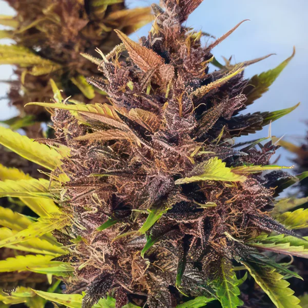 Blue Devil Autoflower Feminized Seeds