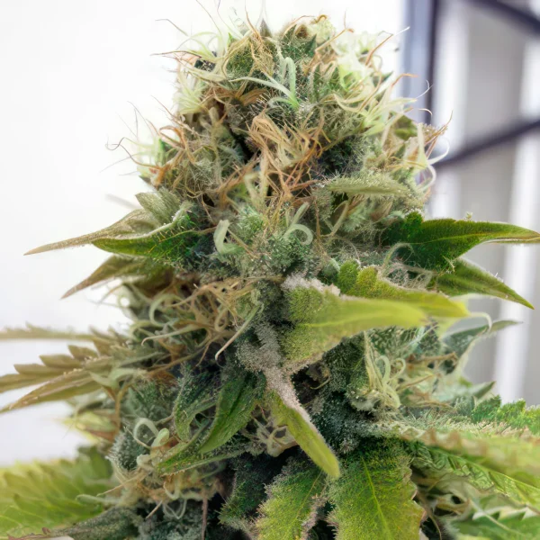 Blueberry Feminized Seeds