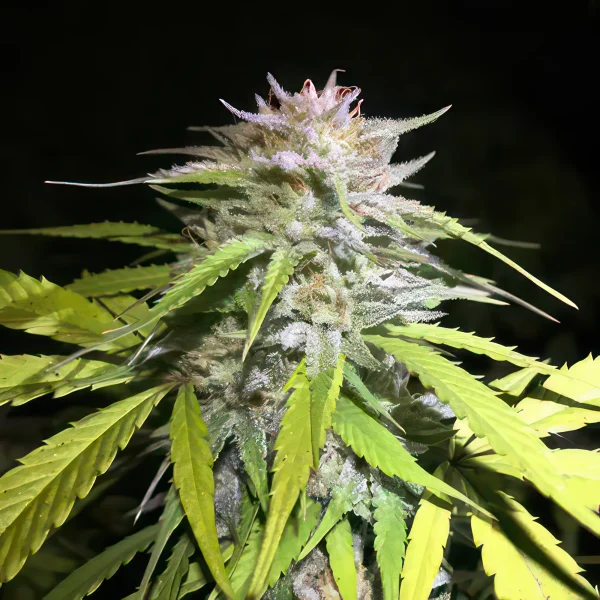 Bruce Banner 2.0 Feminized Seeds