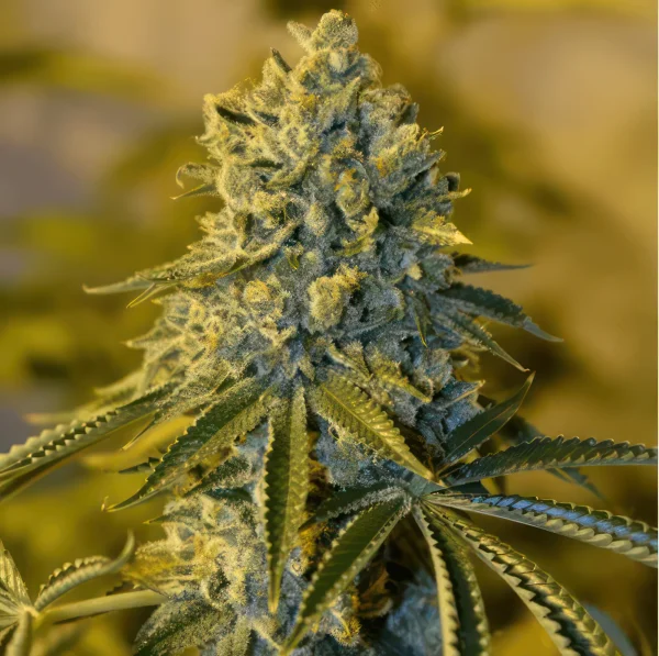 Bruce Banner Feminized Seeds