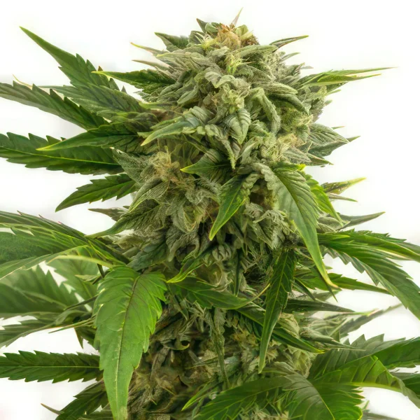 Bubba Kush Autoflower Feminized Seeds