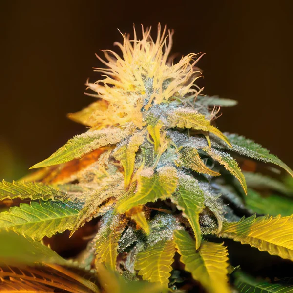 Bubba Kush Feminized Seeds