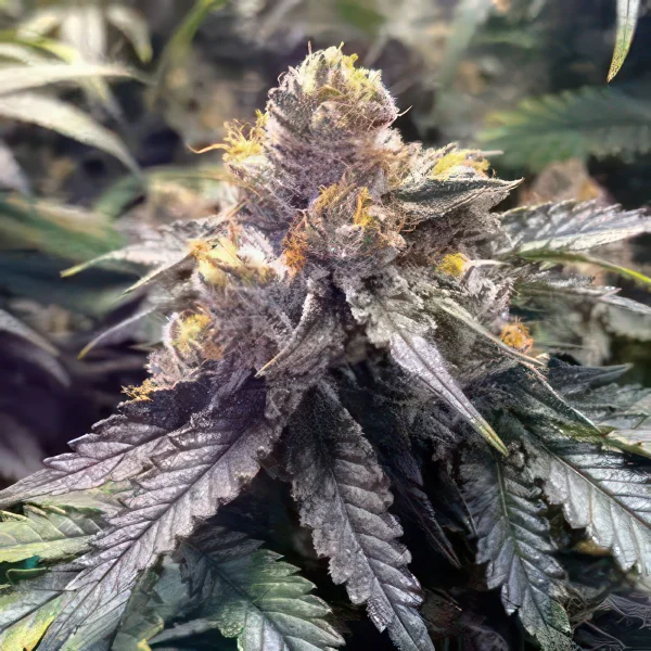 Bubbas Gift Feminized Seeds