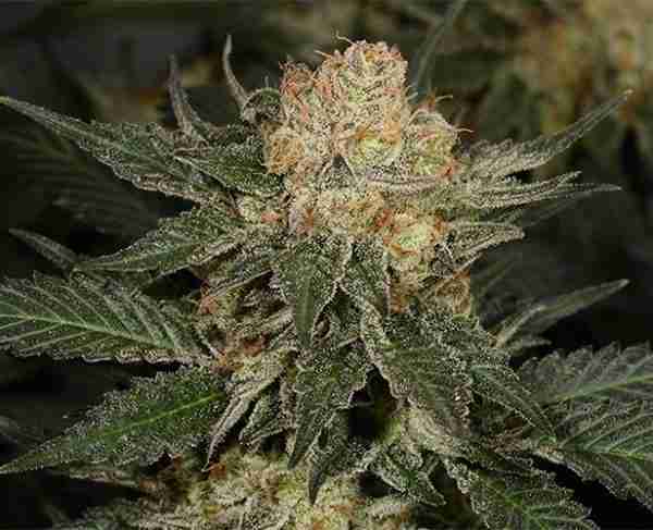 Bubblegum Feminized Seeds - Image 5